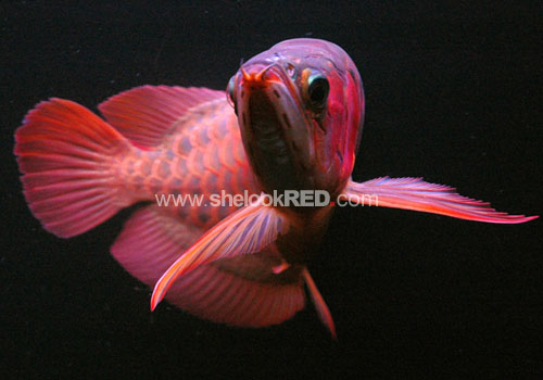 KG1-WKG1-6868020620-300322-01759