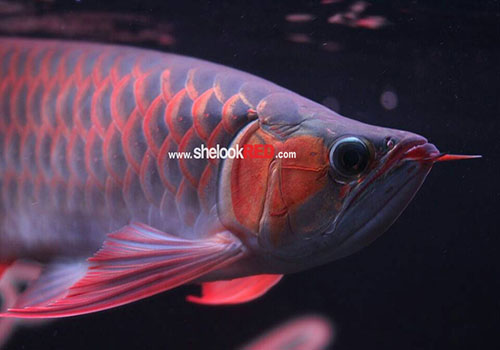 KG1-WKG1-6868020620-300322-01759